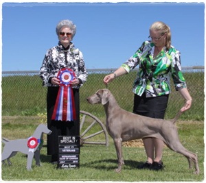 Multi BISS Am/Can Ch. Nanis Leith Kodak Moment